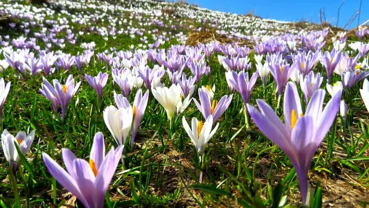 sfondo fiori