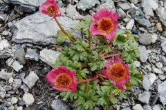 Monte Rosso, 17 luglio 2016